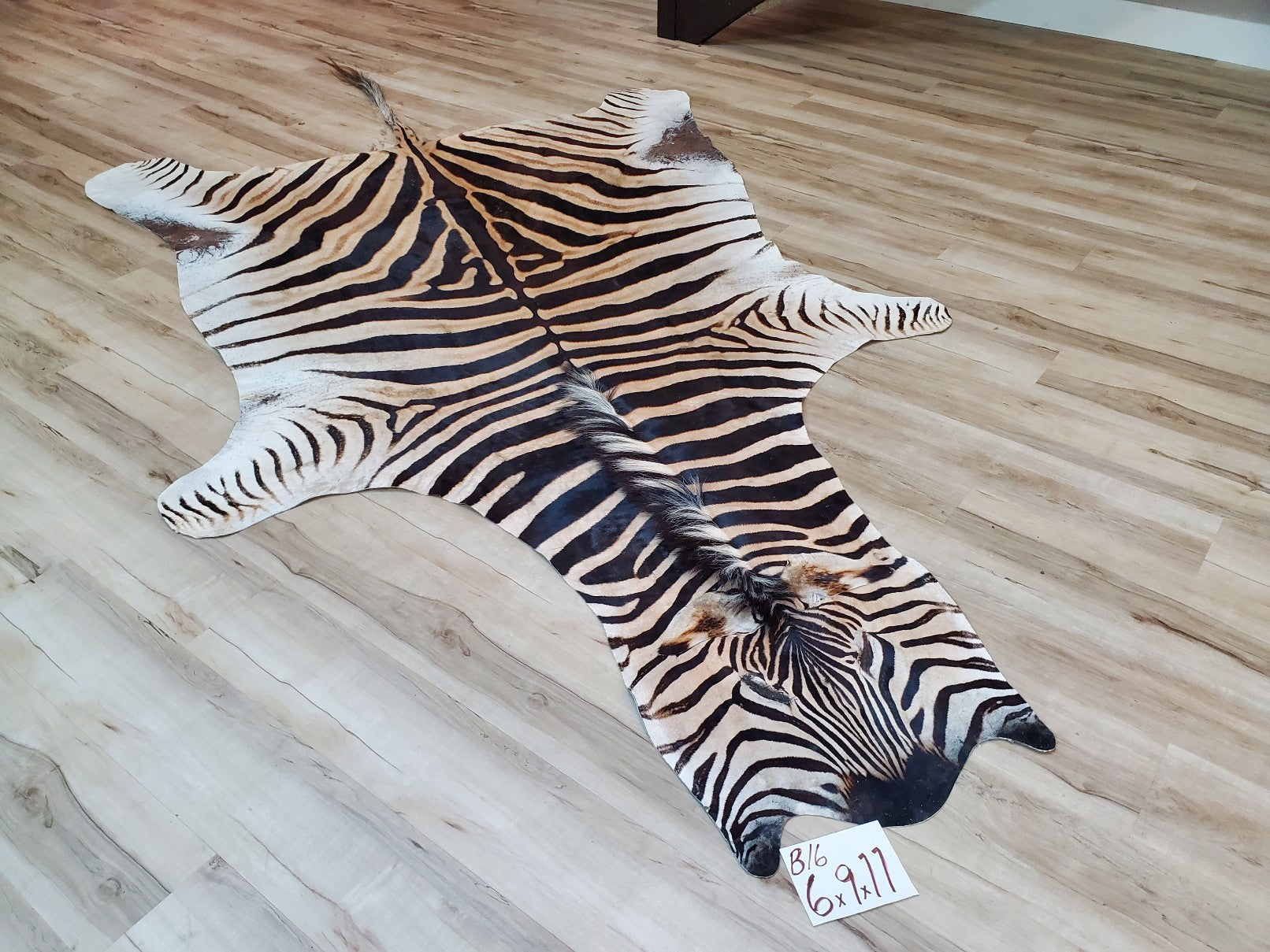 B Grade Zebra Skin Rug - B16 – Trophy Room Collection